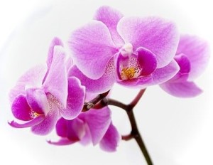 hawaiian orchid